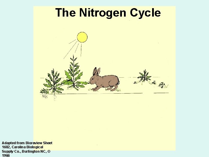 The Nitrogen Cycle Adapted from Bioreview Sheet 1602, Carolina Biological Supply Co. , Burlington