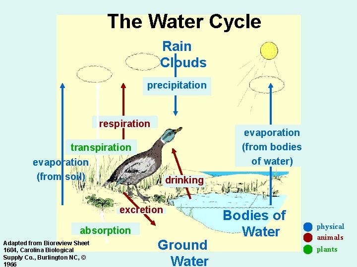 The Water Cycle Rain Clouds precipitation respiration evaporation (from bodies of water) transpiration evaporation