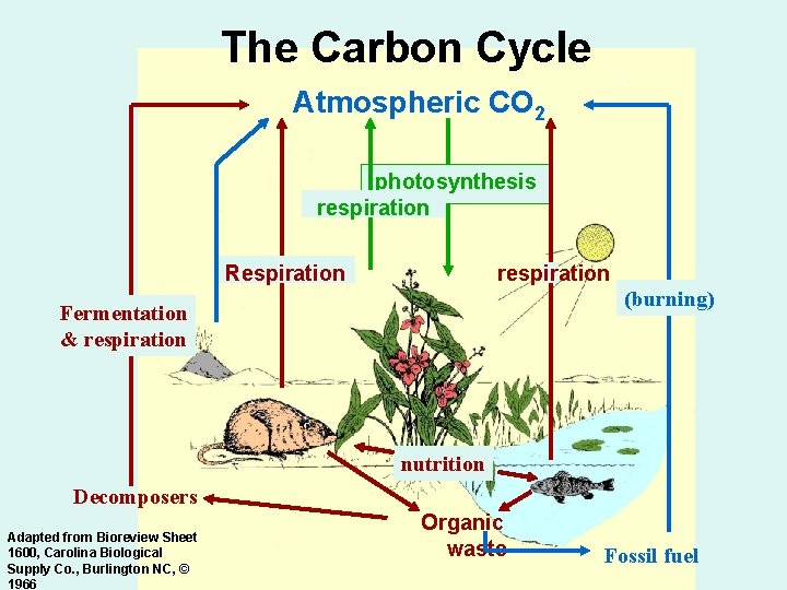 The Carbon Cycle Atmospheric CO 2 photosynthesis respiration Respiration respiration (burning) Fermentation & respiration