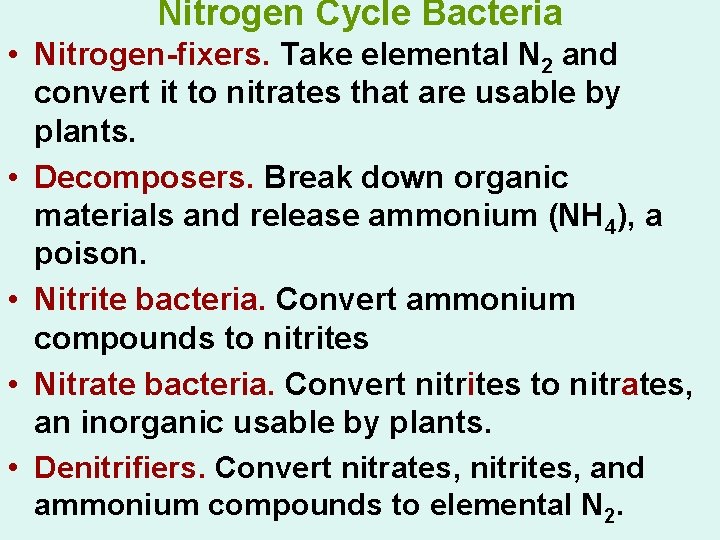 Nitrogen Cycle Bacteria • Nitrogen-fixers. Take elemental N 2 and convert it to nitrates