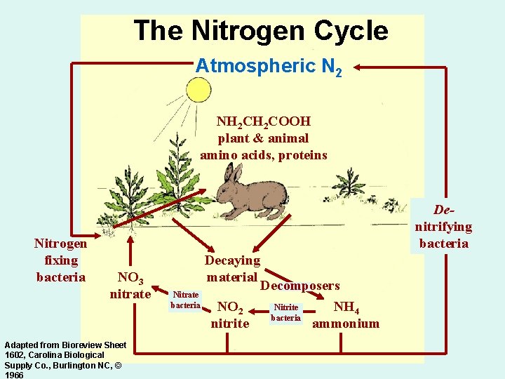 The Nitrogen Cycle Atmospheric N 2 NH 2 COOH plant & animal amino acids,