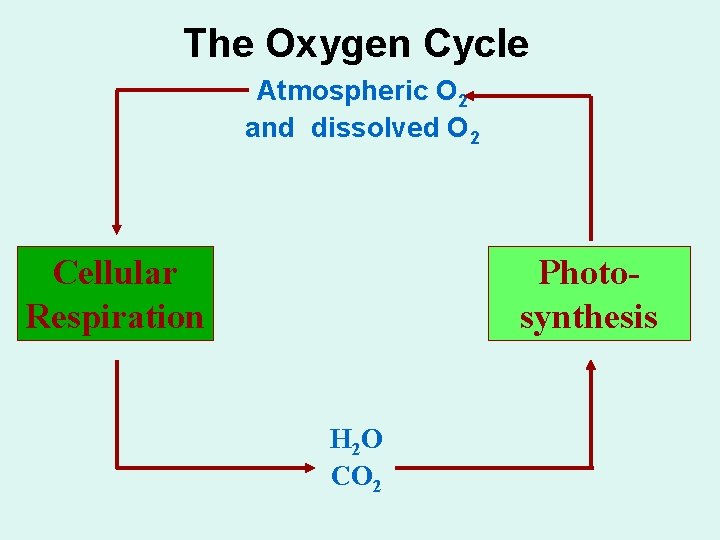 The Oxygen Cycle Atmospheric O 2 and dissolved O 2 Cellular Respiration Photosynthesis H