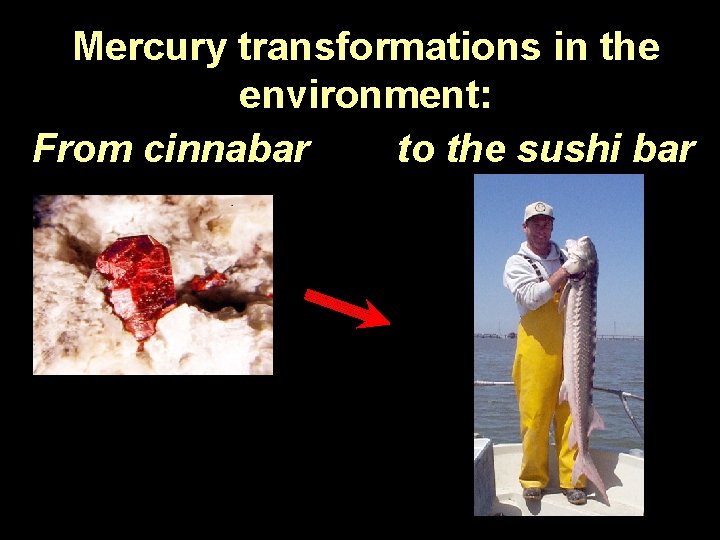 Mercury transformations in the environment: From cinnabar to the sushi bar Dyan Whyte RMP