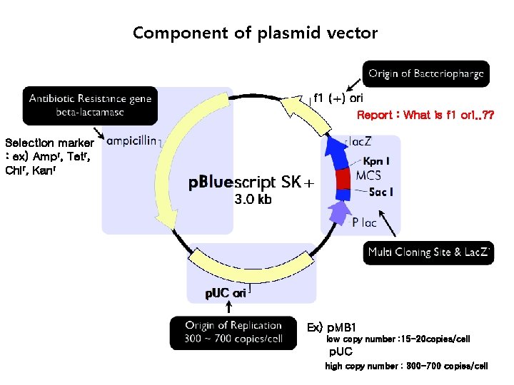 Component of plasmid vector Report : What is f 1 ori. . ? ?