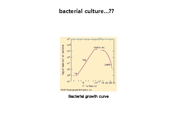 bacterial culture…? ? Bacterial growth curve 