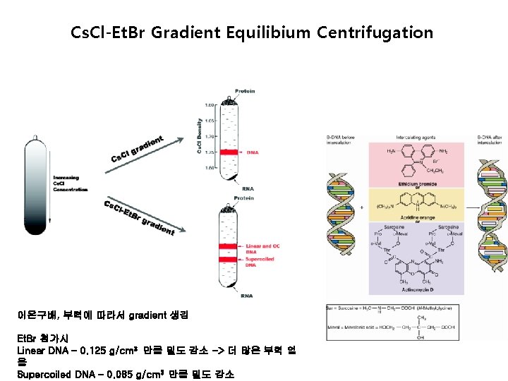 Cs. Cl-Et. Br Gradient Equilibium Centrifugation 이온구배, 부력에 따라서 gradient 생김 Et. Br 첨가시