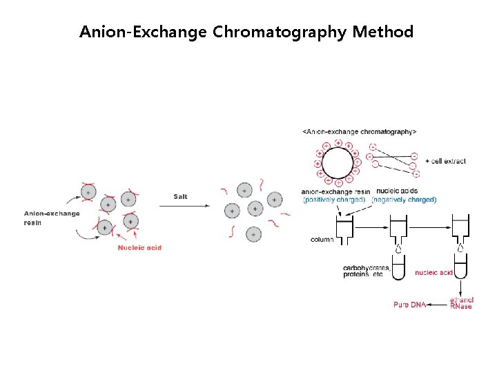 Anion-Exchange Chromatography Method 