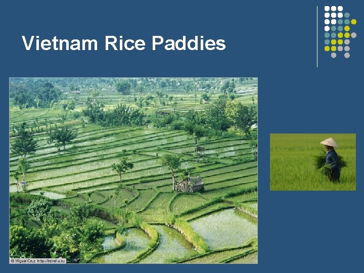 Vietnam Rice Paddies 