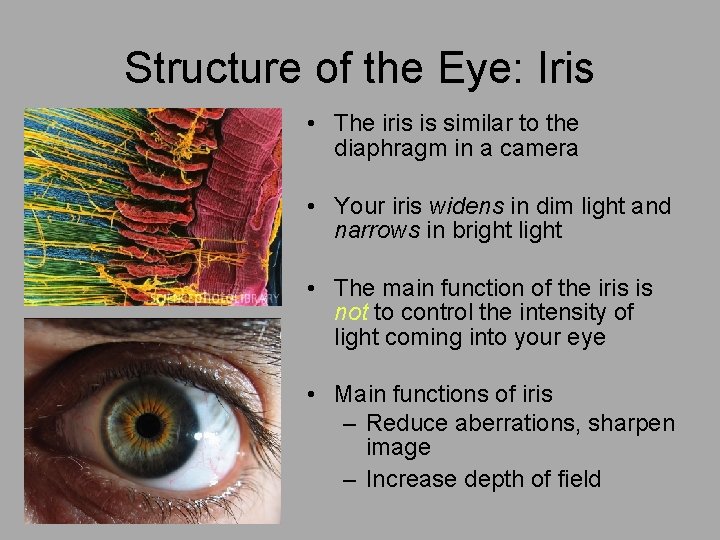 Structure of the Eye: Iris • The iris is similar to the diaphragm in