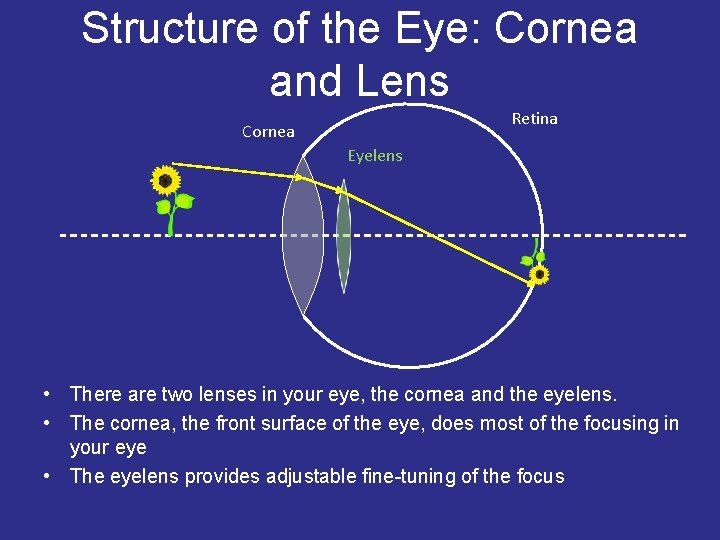 Structure of the Eye: Cornea and Lens Retina Cornea Eyelens • There are two