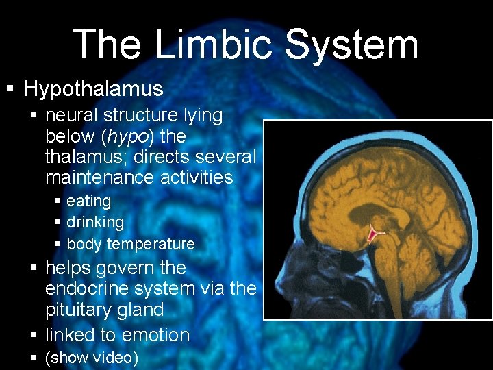 The Limbic System § Hypothalamus § neural structure lying below (hypo) the thalamus; directs
