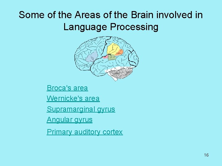 Some of the Areas of the Brain involved in Language Processing Broca's area Wernicke's
