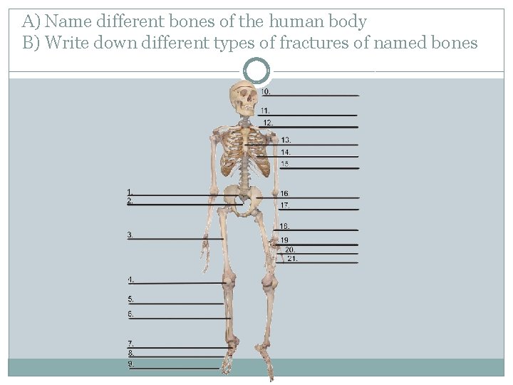 A) Name different bones of the human body B) Write down different types of
