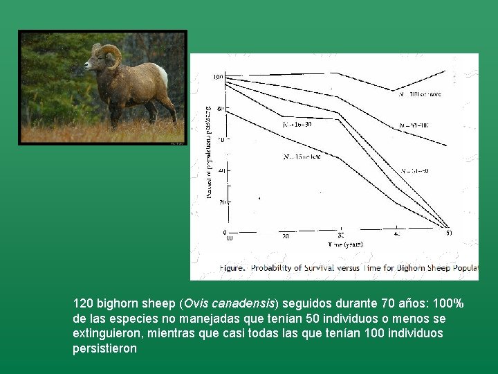 120 bighorn sheep (Ovis canadensis) seguidos durante 70 años: 100% de las especies no