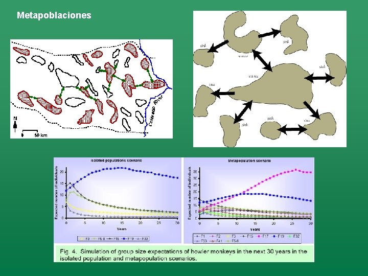 Metapoblaciones 
