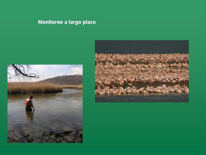 Monitoreo a largo plazo Monitoreo a largo plazo