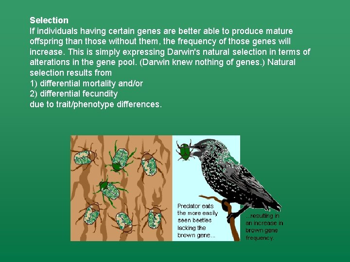 Selection If individuals having certain genes are better able to produce mature offspring than