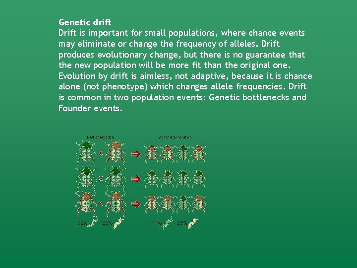 Genetic drift Drift is important for small populations, where chance events may eliminate or Genetic drift Drift is important for small populations, where chance events may eliminate or