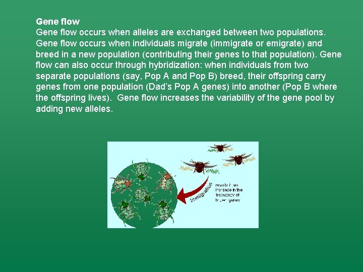 Gene flow occurs when alleles are exchanged between two populations. Gene flow occurs when