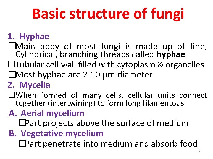 Basic structure of fungi 1. Hyphae �Main body of most fungi is made up