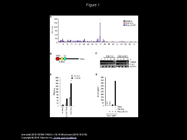 Figure 1 Immunity 2010 33765 -776 DOI: (10. 1016/j. immuni. 2010. 013) Copyright ©