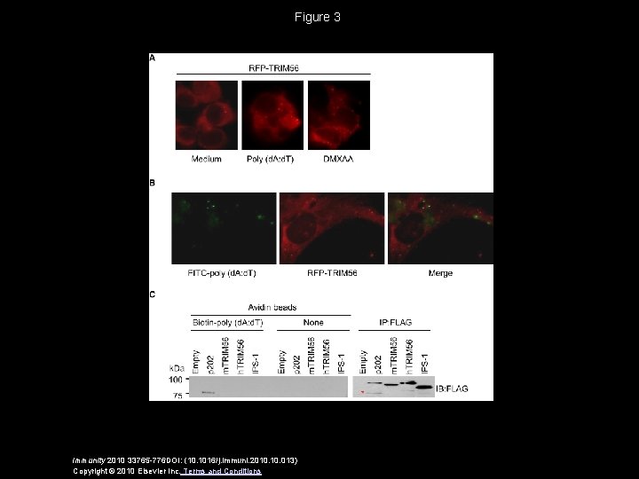 Figure 3 Immunity 2010 33765 -776 DOI: (10. 1016/j. immuni. 2010. 013) Copyright ©