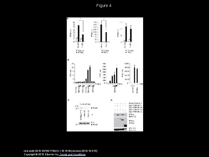 Figure 4 Immunity 2010 33765 -776 DOI: (10. 1016/j. immuni. 2010. 013) Copyright ©