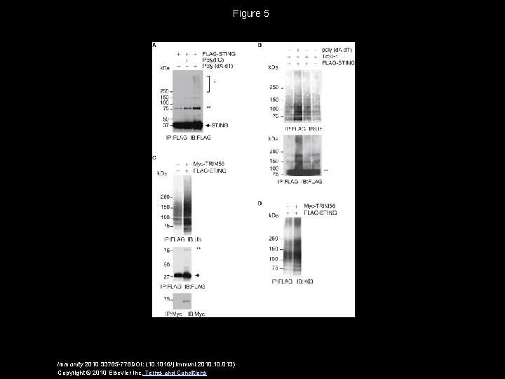 Figure 5 Immunity 2010 33765 -776 DOI: (10. 1016/j. immuni. 2010. 013) Copyright ©