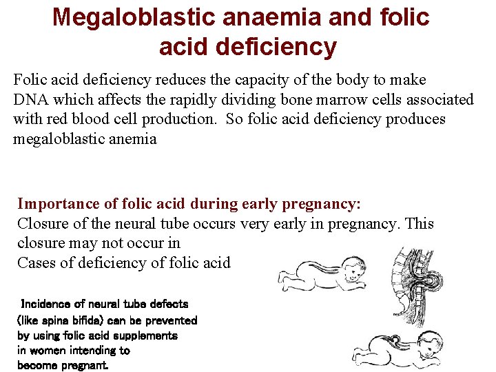 Megaloblastic anaemia and folic acid deficiency Folic acid deficiency reduces the capacity of the