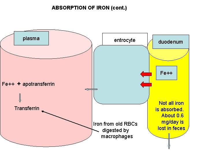 ABSORPTION OF IRON (cont. ) plasma entrocyte duodenum Fe++ + apotransferrin Transferrin Iron from