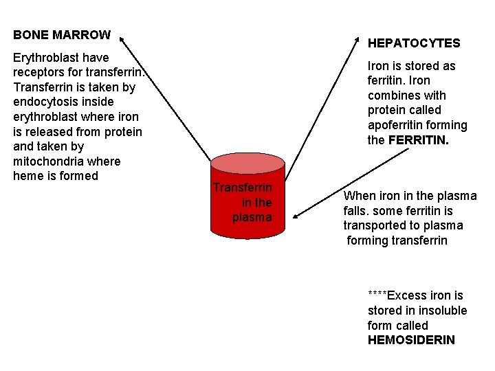 BONE MARROW Erythroblast have receptors for transferrin. Transferrin is taken by endocytosis inside erythroblast