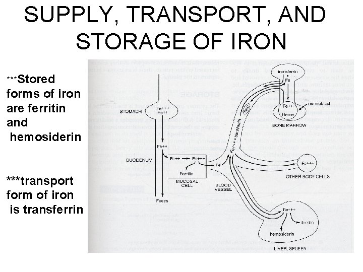 SUPPLY, TRANSPORT, AND STORAGE OF IRON ***Stored forms of iron are ferritin and hemosiderin