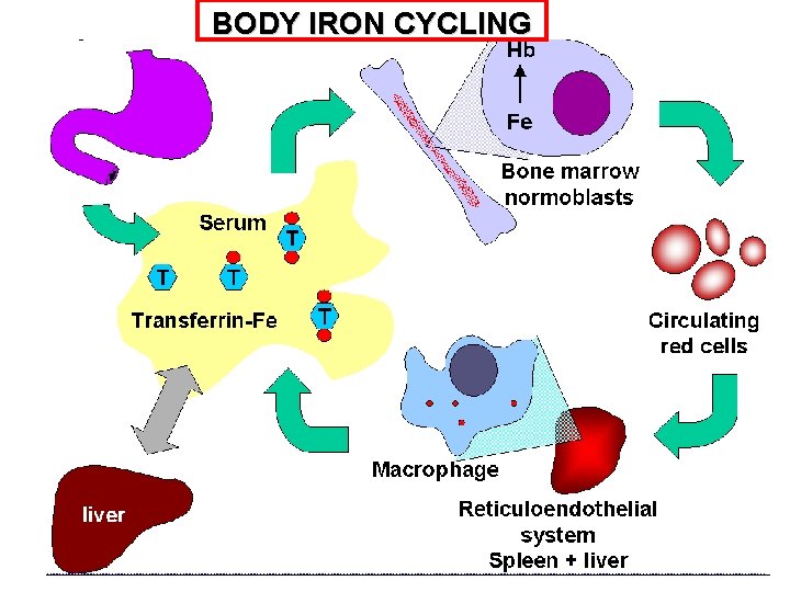 BODY IRON CYCLING 