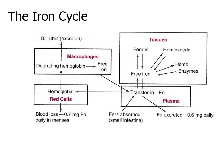 The Iron Cycle 