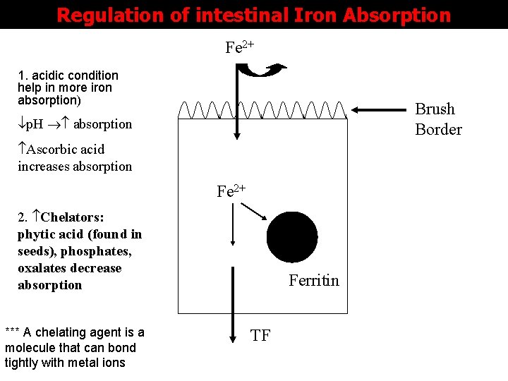 Regulation of intestinal Iron Absorption Fe 2+ 1. acidic condition help in more iron