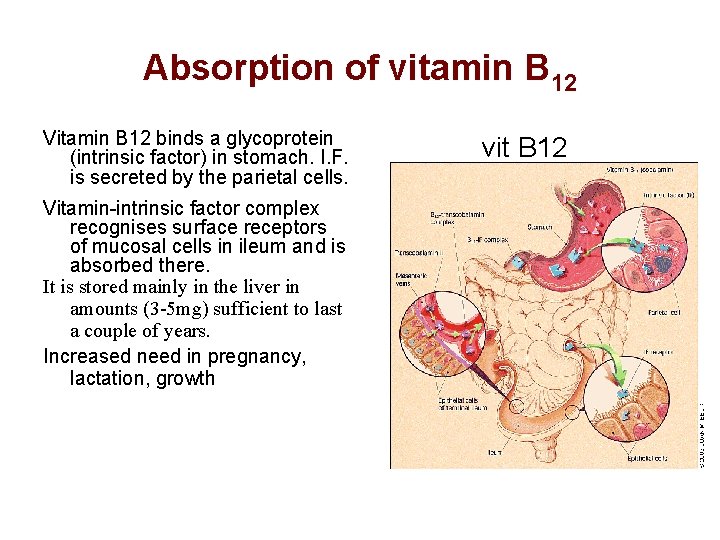 Absorption of vitamin B 12 Vitamin B 12 binds a glycoprotein (intrinsic factor) in