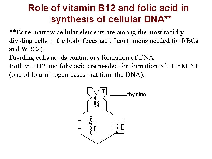 Role of vitamin B 12 and folic acid in synthesis of cellular DNA** **Bone