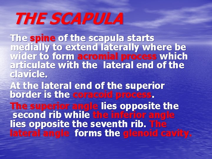 THE SCAPULA The spine of the scapula starts medially to extend laterally where be