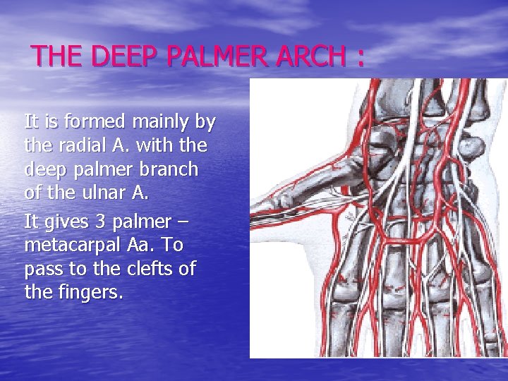 THE DEEP PALMER ARCH : It is formed mainly by the radial A. with