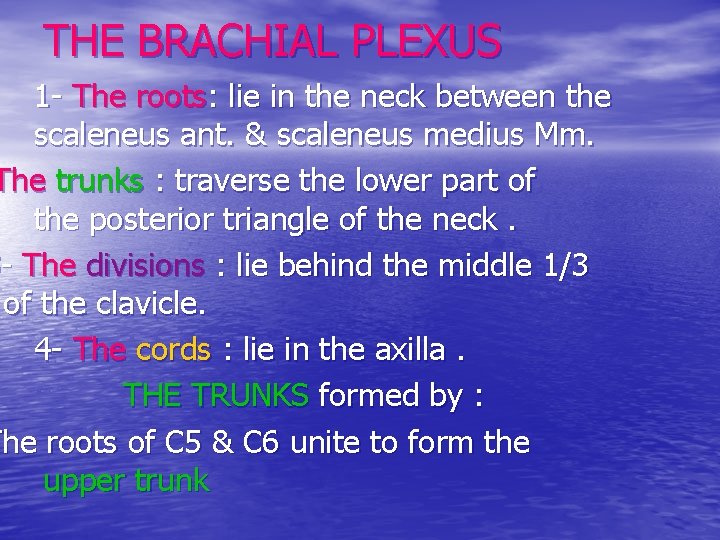 THE BRACHIAL PLEXUS 1 - The roots: lie in the neck between the scaleneus