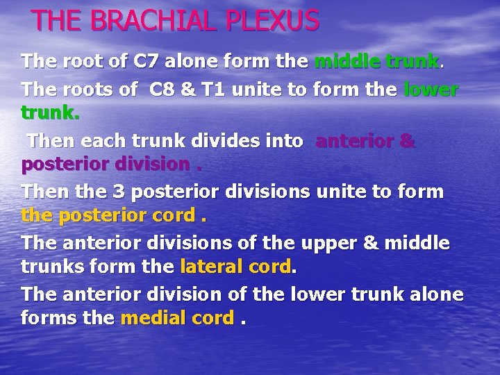 THE BRACHIAL PLEXUS The root of C 7 alone form the middle trunk. The