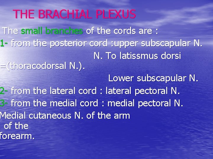 THE BRACHIAL PLEXUS The small branches of the cords are : 1 - from