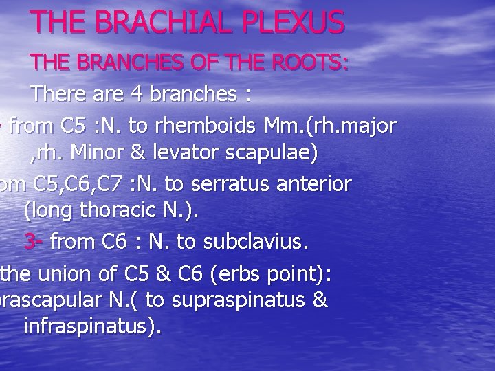 THE BRACHIAL PLEXUS THE BRANCHES OF THE ROOTS: There are 4 branches : -