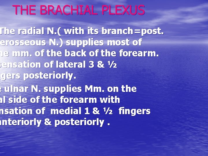 THE BRACHIAL PLEXUS The radial N. ( with its branch=post. erosseous N. ) supplies
