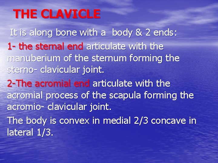 THE CLAVICLE It is along bone with a body & 2 ends: 1 -