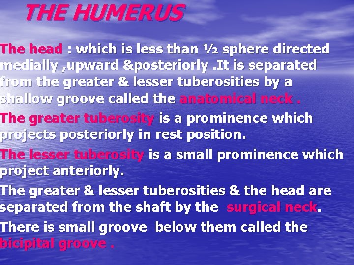 THE HUMERUS The head : which is less than ½ sphere directed medially ,