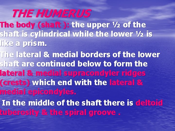 THE HUMERUS The body (shaft ): the upper ½ of the shaft is cylindrical