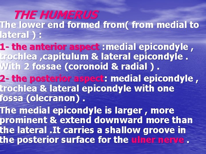 THE HUMERUS The lower end formed from( from medial to lateral ) : 1