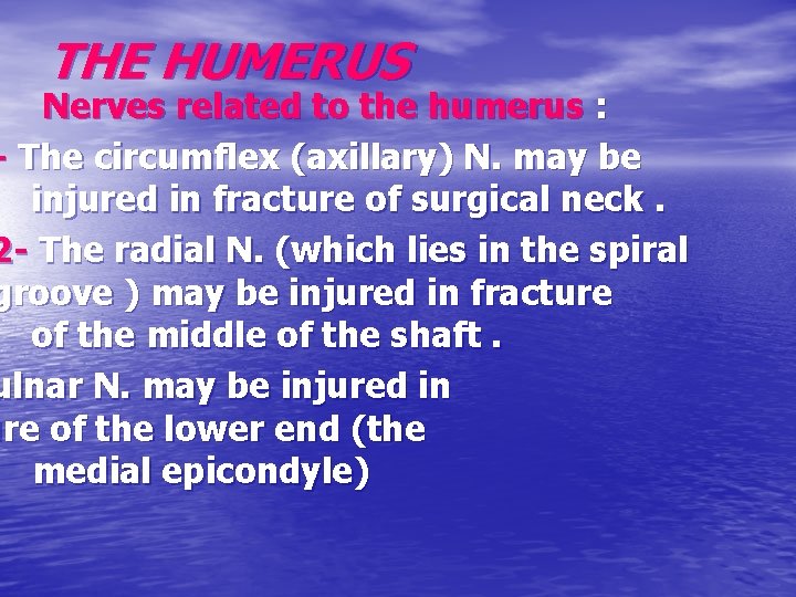 THE HUMERUS Nerves related to the humerus : - The circumflex (axillary) N. may