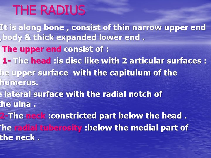 THE RADIUS It is along bone , consist of thin narrow upper end ,